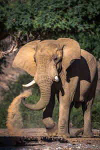 A desert elephant flicking sand onto its back. (National Geographic for Disney/Robbie Labanowski)
