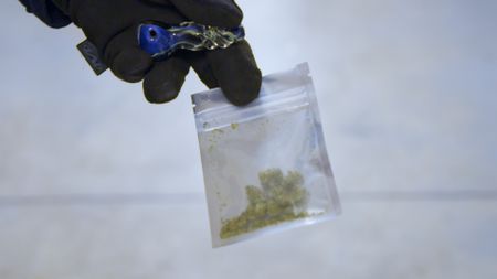 A CBP officer holds a small bag of personal use marijuana discovered in a traveler's vehicle in El Paso, Texas. (National Geographic)