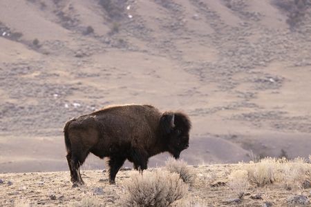 A lone bison standing on top of a hill.  (National Geographic/Thomas Winston)