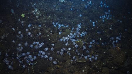 Dorado Octopus nursery. (mandatory photo credit: Schmidt Ocean Institute)
