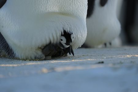 A tiny chick barely peeking out of the pouch between its parent's legs.  (credit: National Geographic/Alex Ponniah)