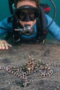 A Mimic octopus (Thaumoctopus mimicus) looks up at Dr. Alex Schnell from his position on black volcanic sand, while she observes him.  (National Geographic for Disney/Craig Parry)
