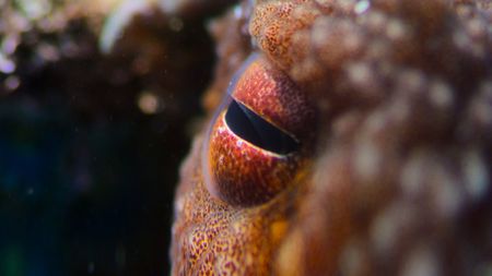 Close up of an island octopus eye. (credit: National Geographic/Christian Dimitrius)