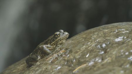 A frog sits on a rock in the Hoh Rainforest. (credit: National Geographic/Alex Cooke)