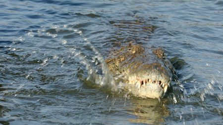A crocodile agitating the waters in an African river.  (credit: Pond5)