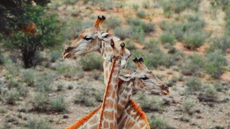 Giraffes necking. (Getty Images)