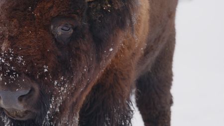 A Bison covered in light snow, looking the the left. (National Geographic)