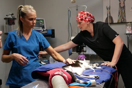 Vet tech Val Sovereign and Dr. Erin Schroeder treat Kiyoni the cat for a blocked urethra. (National Geographic)