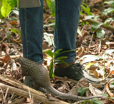 Wallah the pangolin clinging on to Beyan's foot (Big Wave Productions)