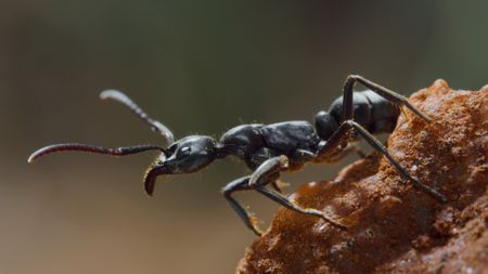 A Matabele ant (Megaponera analis) scouting for termites to eat. After locating a termite colony, the ant scout will return to its nest to rally an army. (National Geographic/Romilly Spiers)