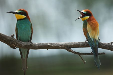 Bee-eaters squawking at one another. (National Geographic for Disney/Alex Minton)