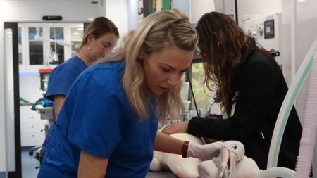 Dr. Bree the veterinarian, Hayley the vet nurse and Ariella the vet student in a pelican surgery. (EQ Media Group/Jackie Munro)