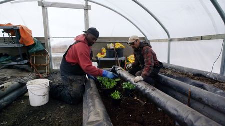 Marvin Agnot and Glyndaril White, Jr. replant vegetables at  their community greenhouse. (National Geographic)