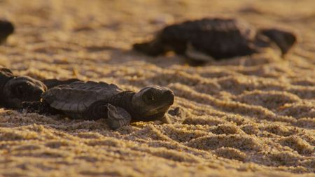 Olive ridley turtle hatchlings head for the ocean shortly after digging their way out of their underground nest. (National Geographic/Adam Clarke)