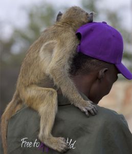 Dingani Nkomo with a baboon on his shoulder. (Big Wave Productions)