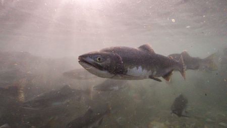 A female pink salmon migrating upriver. (credit: National Geographic/Dawson Dunning)