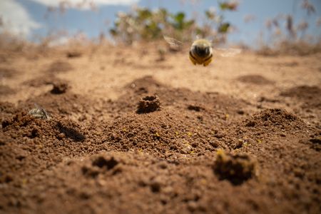 A globe mallow bee flies back to her chimney in between foraging trips. (National Geographic/Jeff Reed)