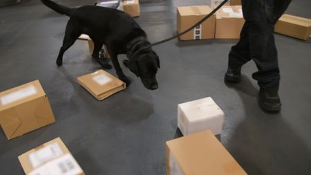 CBP Agriculture Specialist Joseph and his K9 walk through multiple boxes laying on the floor in search of contraband at the JFK International Airport in New York. (National Geographic)