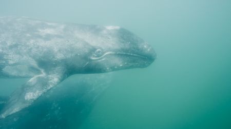 A grey whale calf and mother approach underwater. (credit: National Geographic)