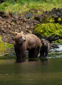 A brown bear mom and spring cub stand by the water's edge, looking nervous. (National Geographic for Disney/Rory Dormer)