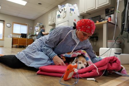 Dr. Erin Schroeder stays with Lilly the beagle post-op, after a successful surgery to remove a cancerous lump on her leg. (National Geographic)