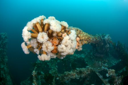 Intriguing shipwrecks and dark underwater tunnels take divers back in time to an unknown chapter on Canada’s Bell Island. (Credit: Jill Heinerth)