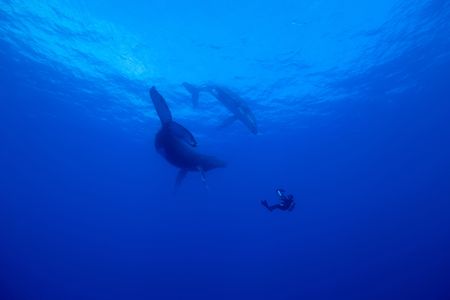 DOP Didier Noirot dives with two humpback whales. (National Geographic for Disney/Kim Jeffries)