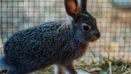 A cotton tail rabbit in holding pen. (Staying Wild Productions Inc.)