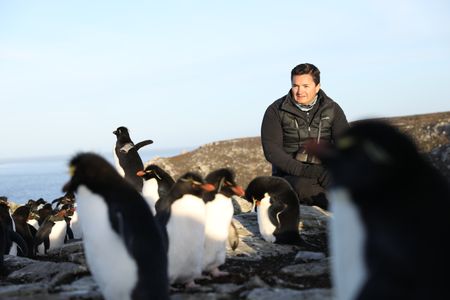 Dr. Pablo Borboroglu among Rockhopper penguins. (credit: National Geographic/Anthony Pyper)