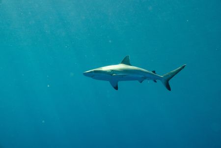 A grey reef shark lurks in the water off Raine Island, Australia. (National Geographic for Disney/Paul Satchell)