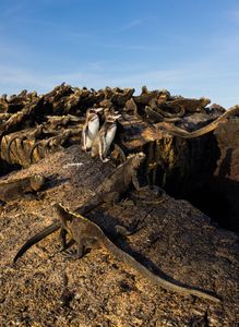 A small group of adult Galapagos penguins sharing a rock with a large group of Galapagos Marine iguanas.  (credit:  National Geographic/Bertie Gregory)