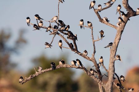 Barn Swallows perch on a dead tree in Mapungubwe National Park, South Africa. (National Geographic for Disney/James Hanson)
