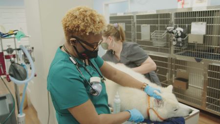 Senior vet tech Andrea cleans the ears of Koda, the Husky. (National Geographic for Disney)
