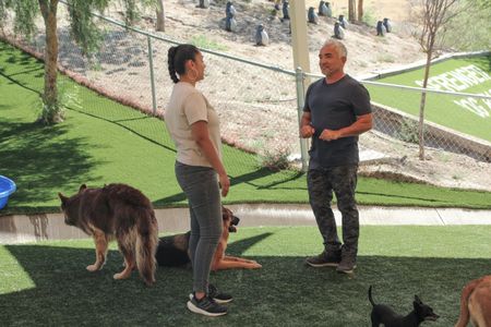 Cesar talking to Vanessa with dogs around them. (National Geographic)