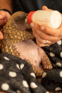 Archie the baby pangolin is bottle fed on his blanket (National Geographic/Cherique Pohl)