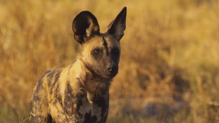 African wild dog looks into the distance with ears up in Botswana. (Getty Images)