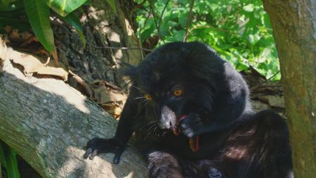 Black lemur chewing on red millipede in jungle in Madagascar. (Getty Images)