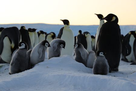 Six Emperor chicks standing on a little mount, surrounded by adults.  (credit: National Geographic/Alex Ponniah)