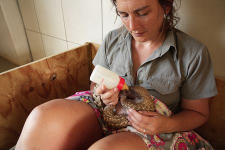 Emma De Jager bottle feeds Archie the baby pangolin. (National Geographic/Cherique Pohl)