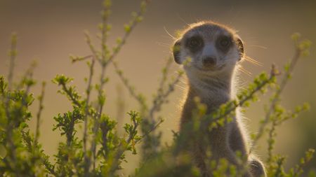 A meerkat looks right into the camera. This population at the Kalahari Research Centre have been studied by researchers for over 30 years, allowing the camera team to get up close to get these charming images. (National Geographic/Adam Clarke)