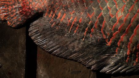 An extreme close-up of an arapaima, known in Brazil as pirarucu. 
(credit: National Geographic/Paulo Velozo)