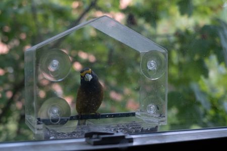 A bird sits outside the window at Ben Stookesberry's house, looking directly into the camera.  (National Geographic/Harrison Gayton)