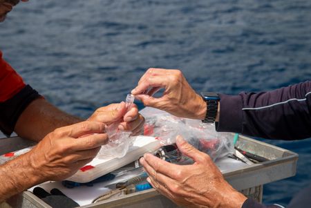 Charlie Huveneers and a member of the boat crew analyzing a tissue sample. (National Geographic/Sophy Crane)