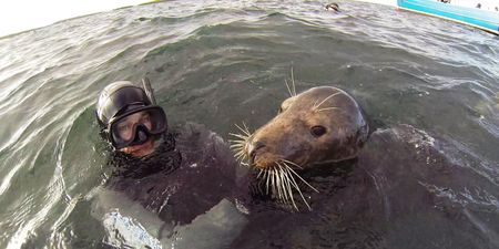 A diver in the water with a seal. (Big Wave Productions)