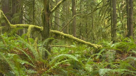 Ferns grow on the forest floor of the Hoh Rainforest. (credit: National Geographic/Alex Cooke)