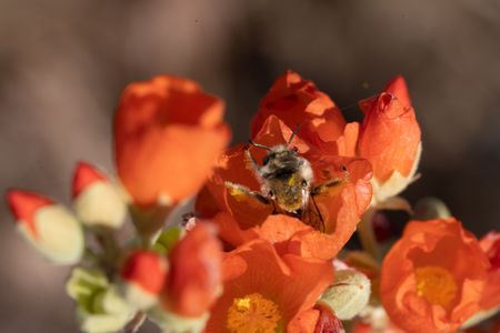 A globe mallow bee covered in pollen emerges from a globemallow flower.  (National Geographic/Jeff Reed)