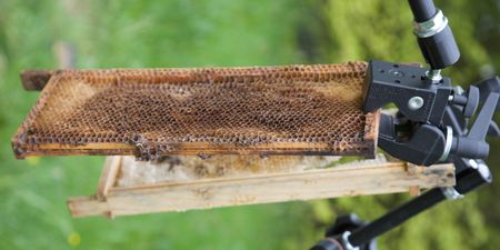 A bee hive rack that is held up by clamps. (Big Wave Productions)