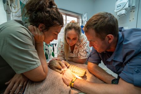 Emma De Jager, Veterinarian Debbie English, and Giles Clark with Archie the baby pangolin. (National Geographic/Mark Challender)