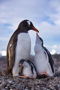 An adult Gentoo penguin standing on its nest with its two young chicks.  (credit: National Geographic/Bertie Gregory)