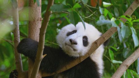 A panda looks into the camera hanging from a tree in China. (Getty Images)